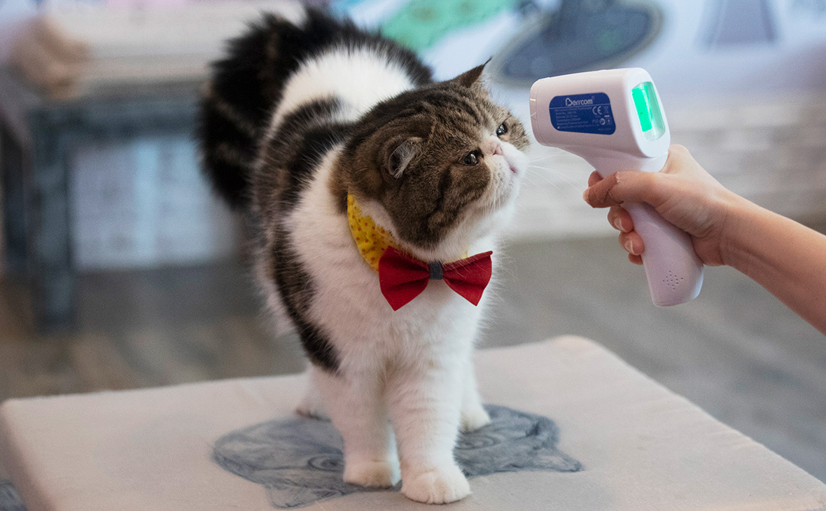 В Великобритании впервые подтвердили коронавирус у кошки