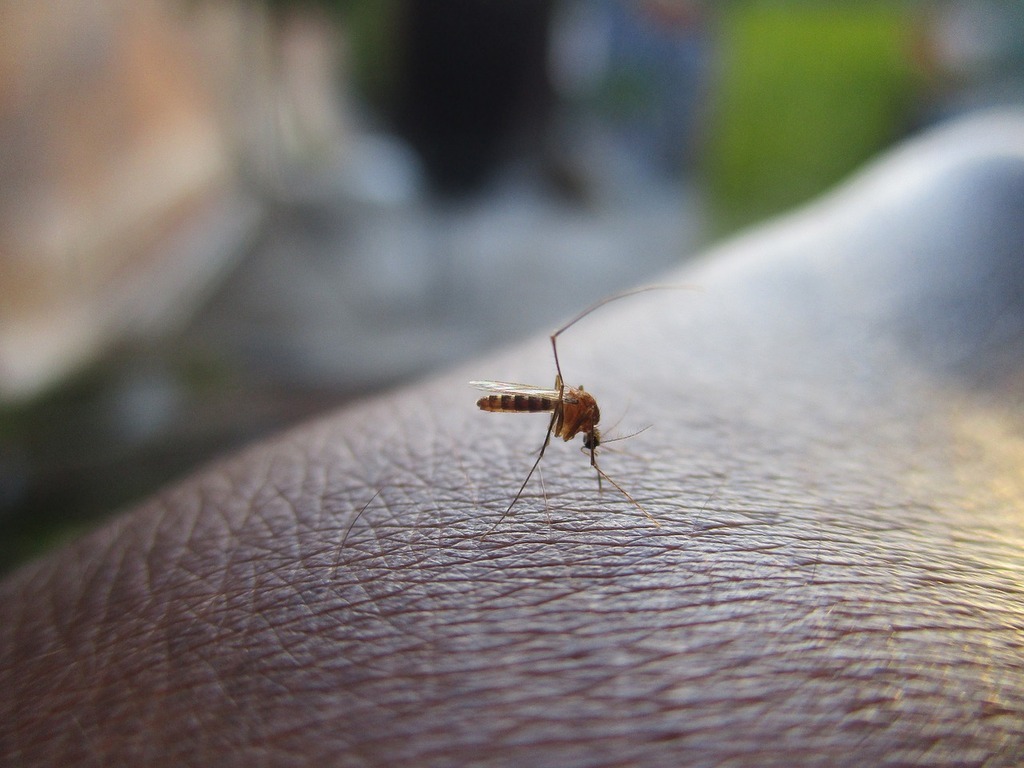 Рязанский врач-инфекционист рассказала, могут ли комары переносить коронавирус